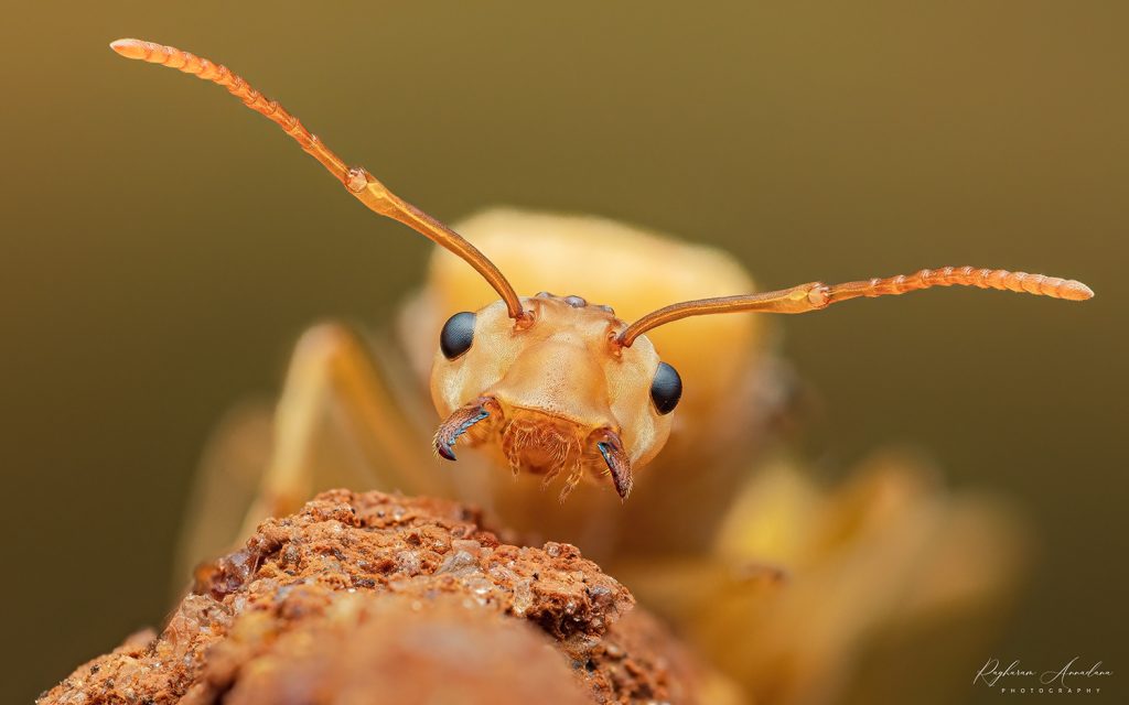 Queen Ant