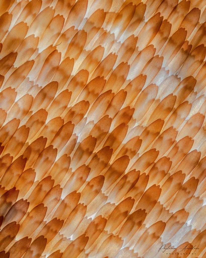 Common Evening brown