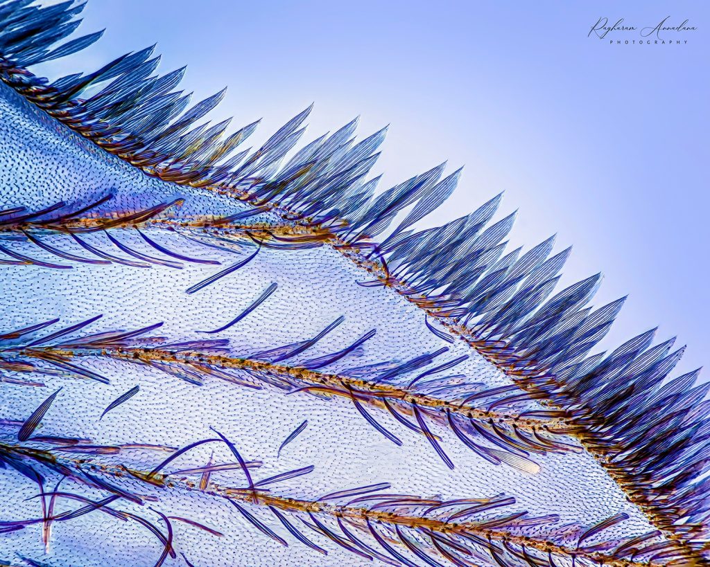 Mosquito Wing Detail