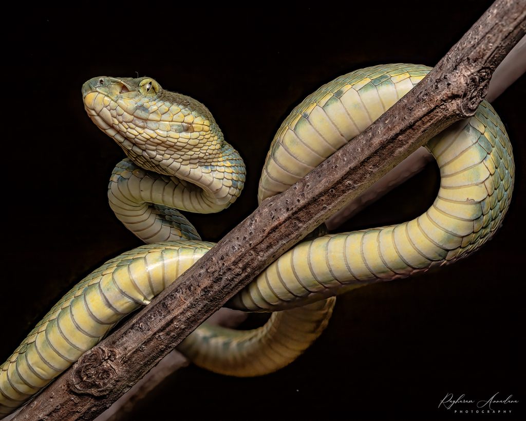 Bamboo Pit Viper, OM1, M.Zuiko 60mm f/2.8 Macro