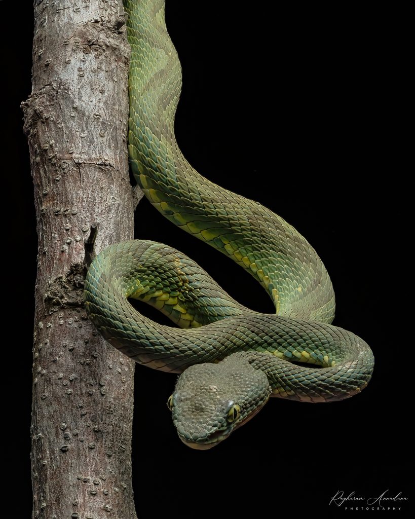 Bamboo Pit Viper