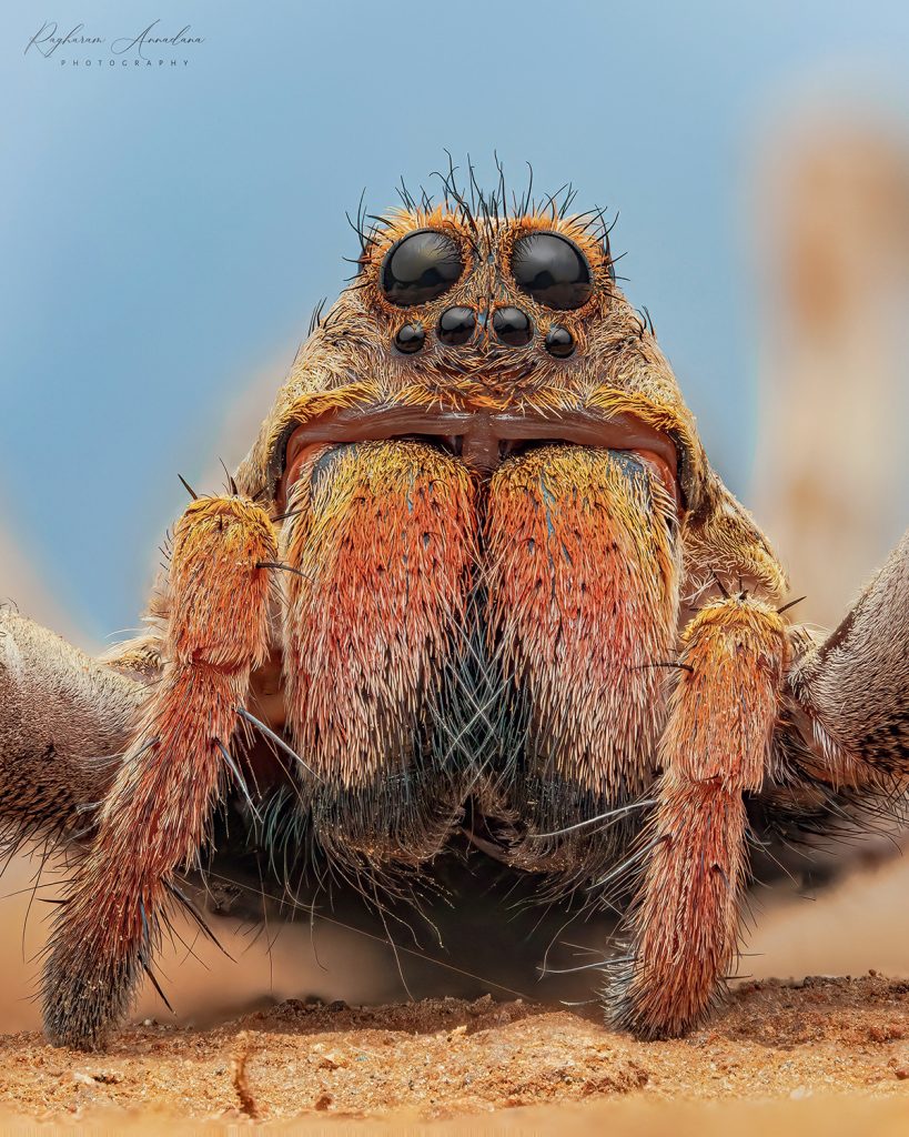 Wolf Spider