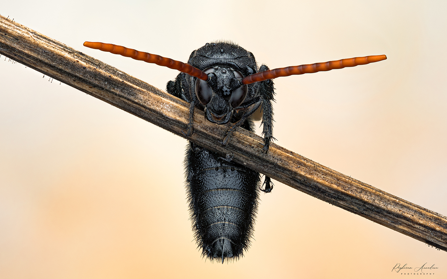 Scollid Wasp