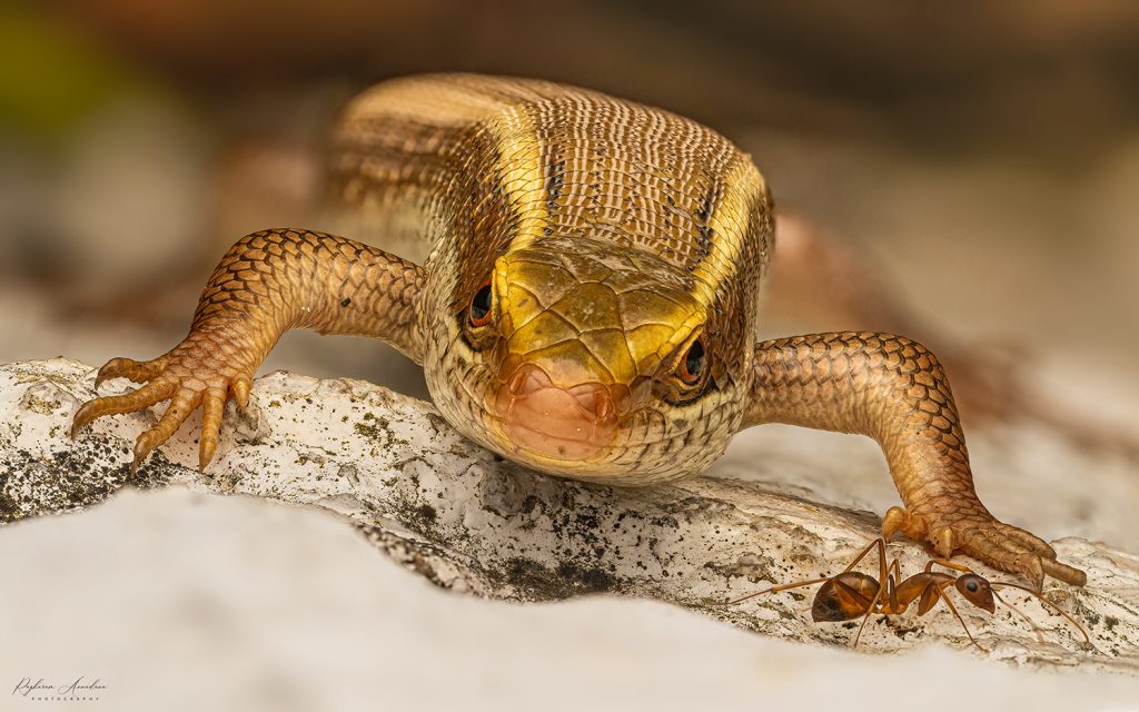 Golden Skink