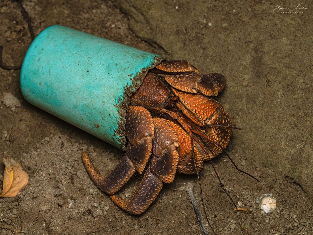 A Hermit crab with a plastic container for shelter