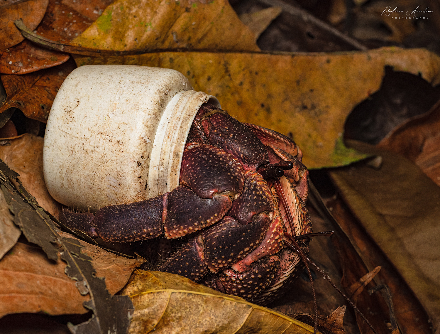 The Ponds Crab