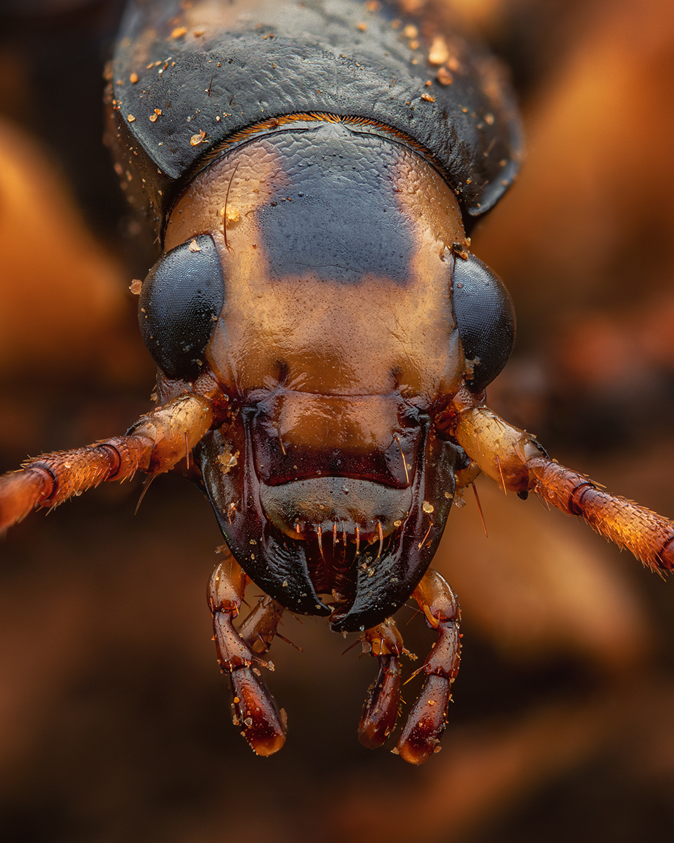 Bombardier Beetle