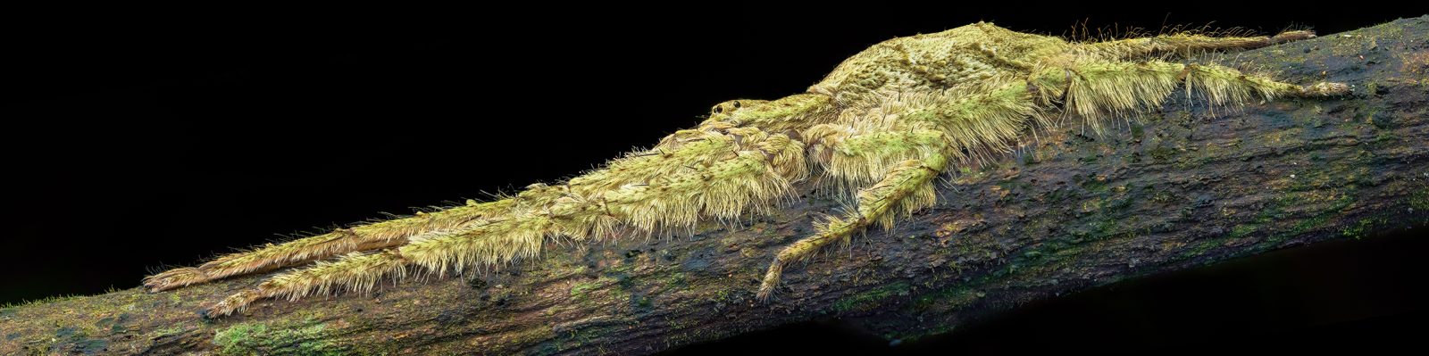 Lichen Huntsman