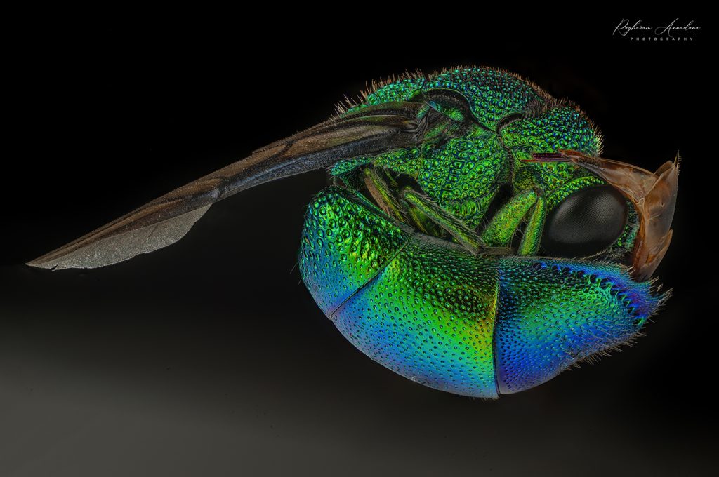 A cuckoo wasp
