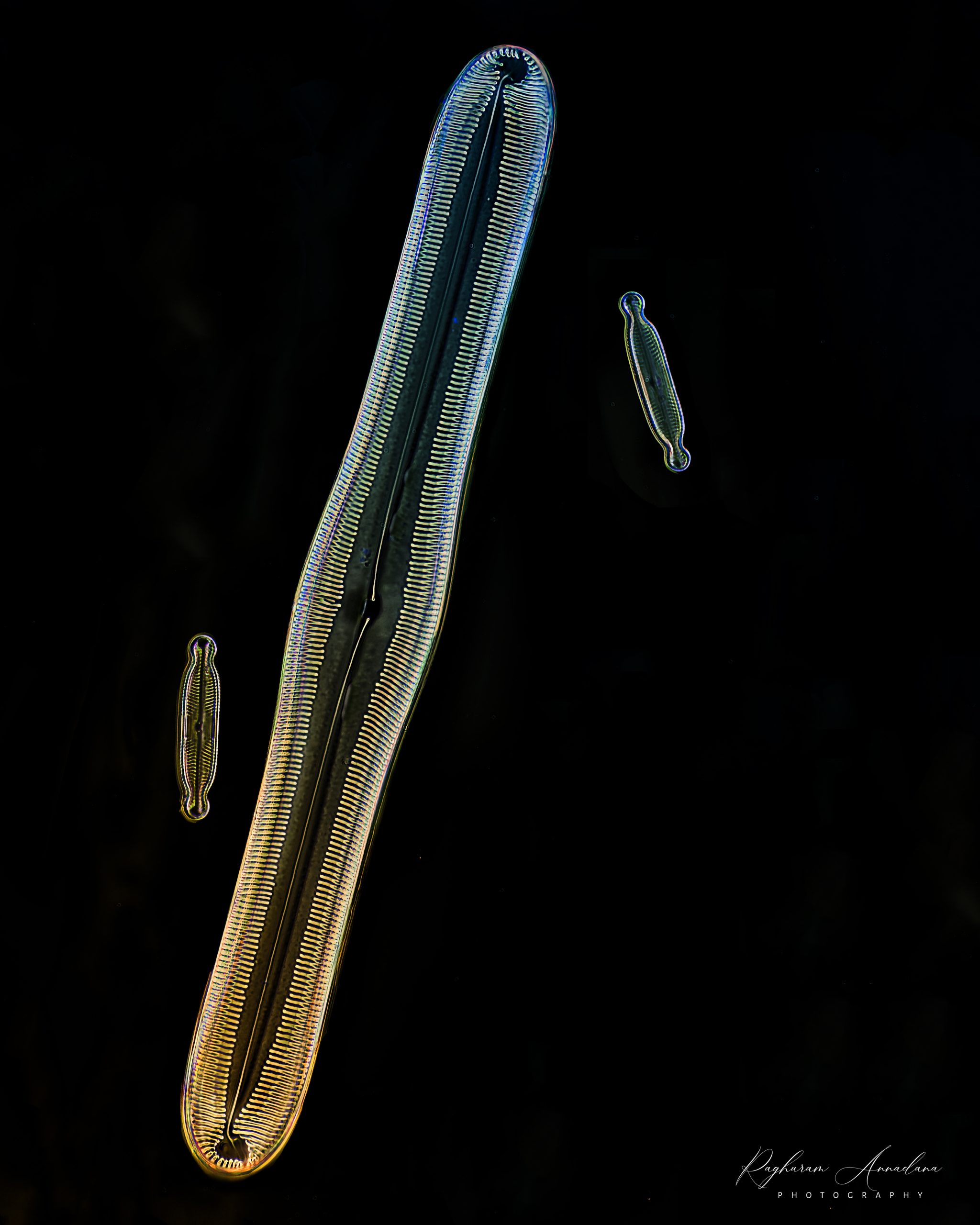 Automated Microscope Focus Stacking using the WeMacro Micromate ...