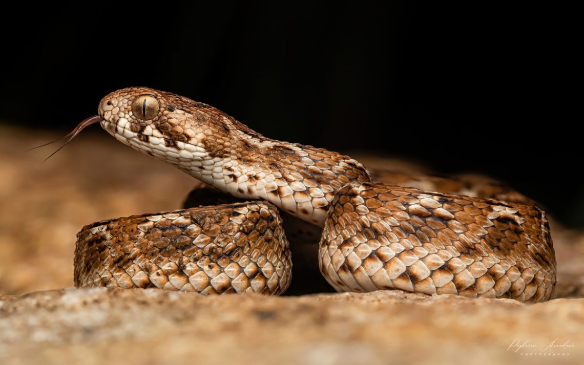 Saw Scaled Viper