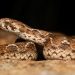 Saw Scaled Viper