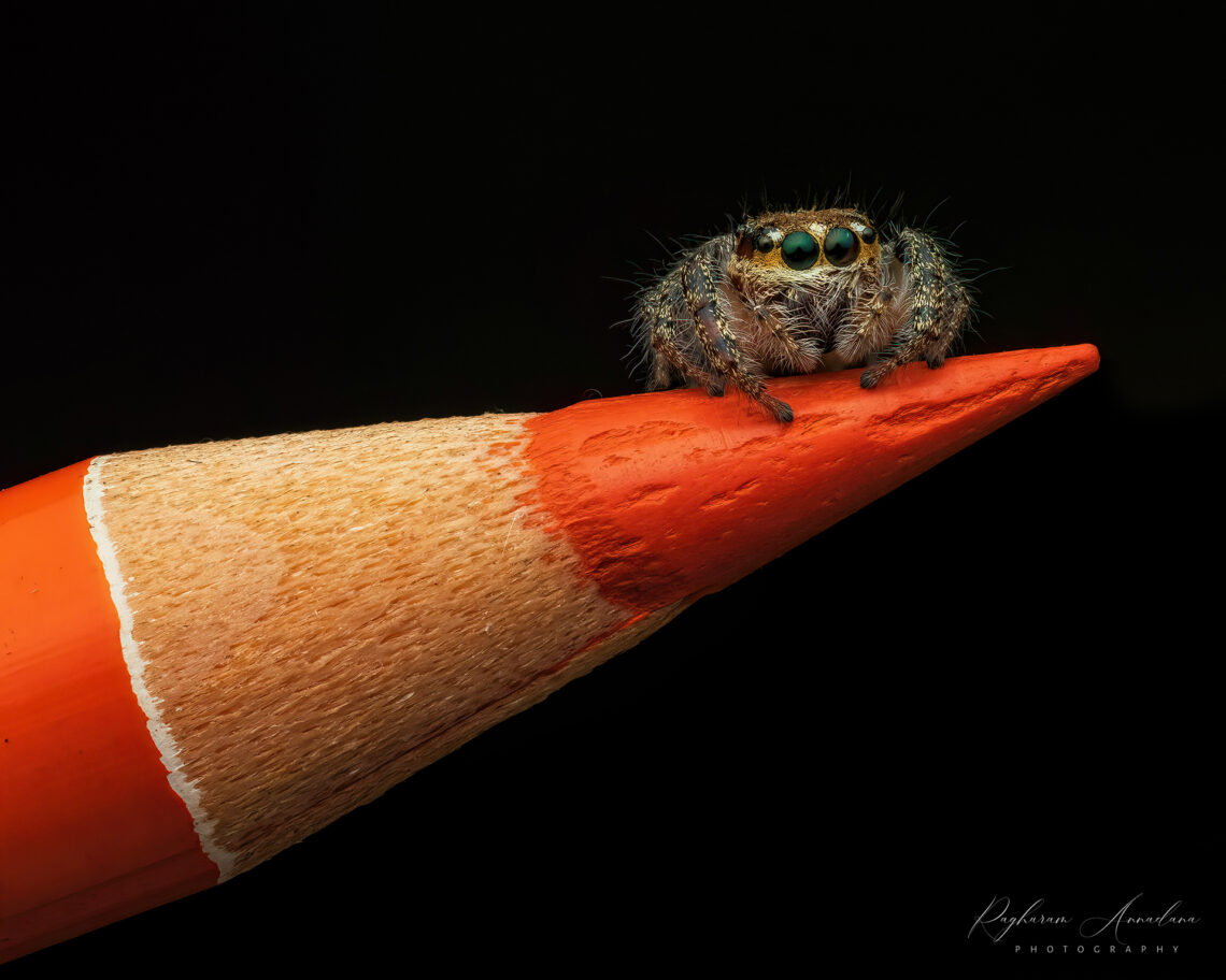 Hyllus Semicupreus