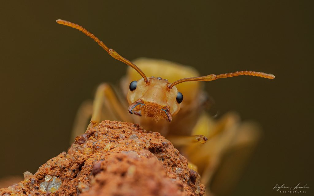 Queen Ant - DMAP