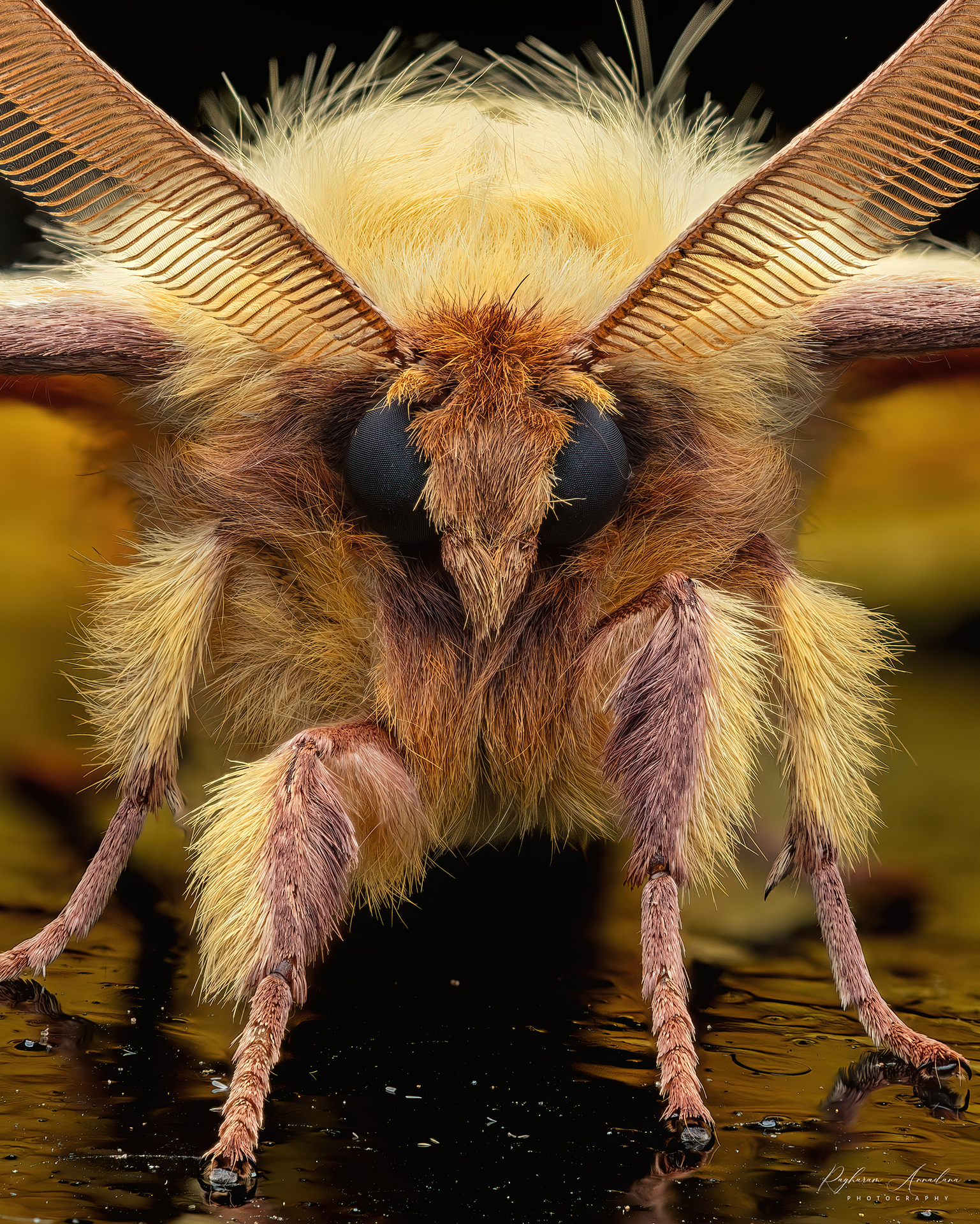 Monkey Moth