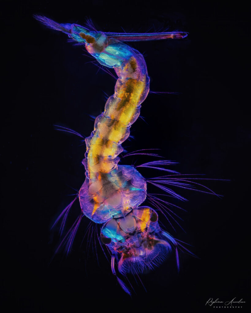 Mosquito Larva (Culex sp.)