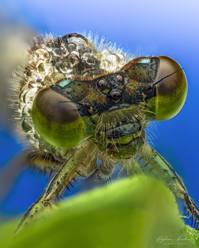 Dewy Damselfy (Ischnura sp.)