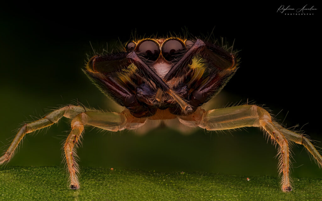 Scorpion Mimic Jumping Spider (Indopadilla sp.)