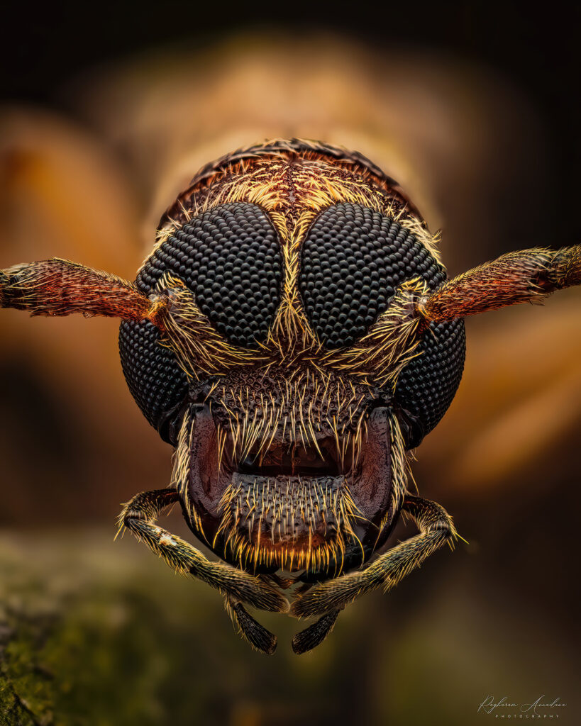 Long Horn Beetle