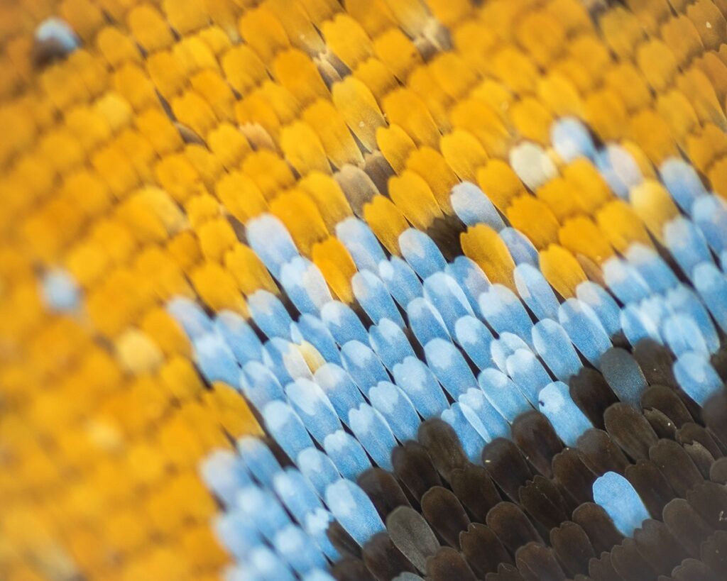 White Orange Tip Wing Scales (Ixias marianne), Single frame with limited depth of field