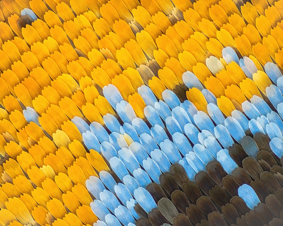 White Orange Tip Wing Scales (Ixias marianne), After focus stacking