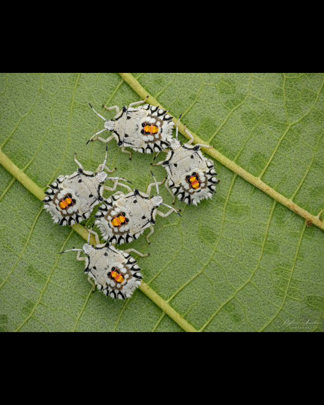 White stink bugs