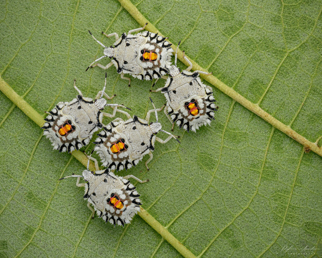 White stink bugs
