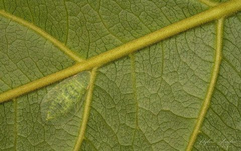 Planthopper