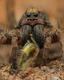 Wolf Spider (Lycosidae) with prey