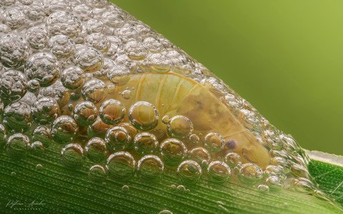 Spittle bug