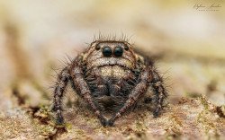 Hyllus sp. jumping spider