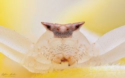 Flower Crab Spider (Thomisus sp.) on a Plumeria flower