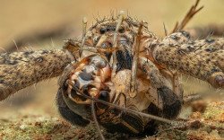 Huntsman (Heteropoda sp.) with a roach prey