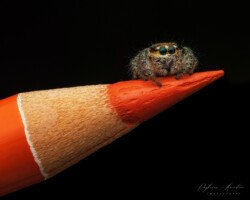 Hyllus Semicupreus