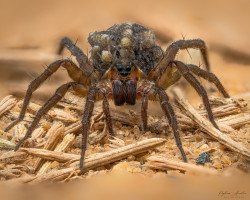 Wolf spider (Lycosidae) with spiderlings