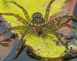 Fishing Spider (Dolomedes sp.)