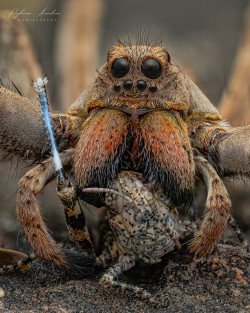 Wolf Spider (Lycosidae) with a ground hopper prey