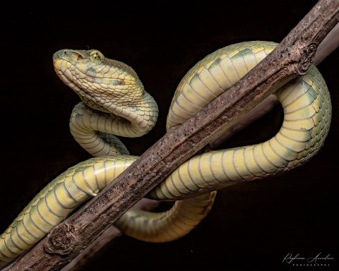 Bamboo Pit Viper