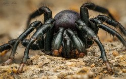 Trapdoor spider (Idiops sp.)
