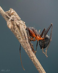 Tmarus sp. crab spider with ant kill