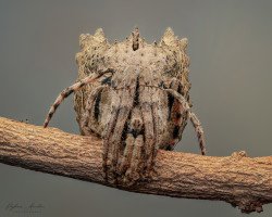 Politys sp. mimicking a twig