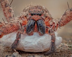 Huntsman spider (Heteropoda sp.) with egg sac