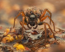 Wolf Spider (Lycosidae) with spiderlings