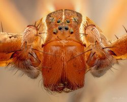 Nursery Web Spider (Pisaurid sp.)
