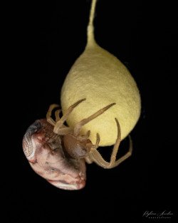 Snail Mimic Spider (Cyrtarachne sp.) building its egg sac