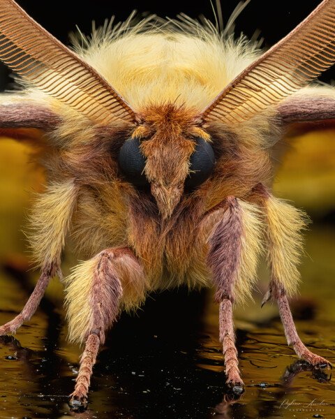 Monkey Moth (Eupertote sp.)