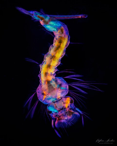 Mosquito Larva (Culex sp.)