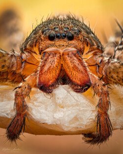 Huntsman with her Egg Sac Huntsman with her Egg Sac