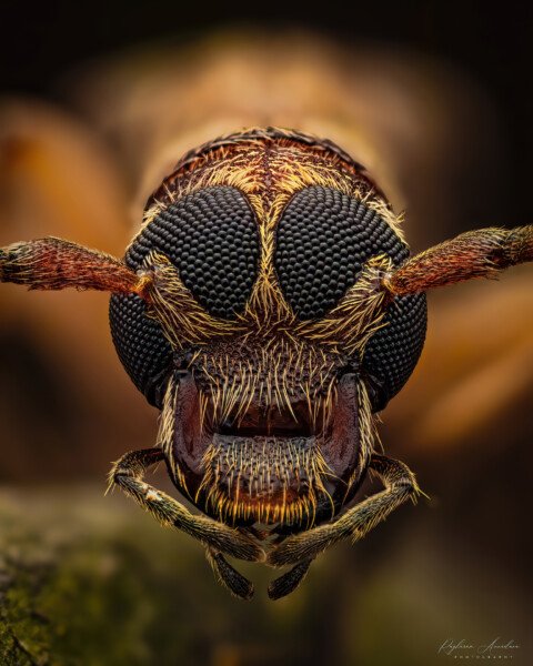 Long Horn Beetle